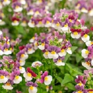 Nemesia x fruticans - Mareto® Burgundy & White
