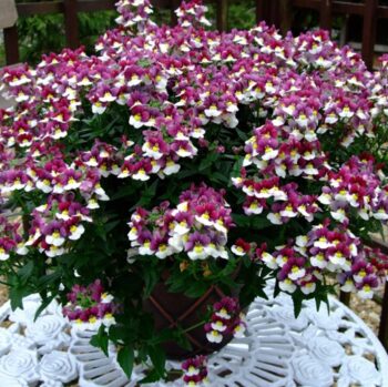 Nemesia_fruticans_Mareto_Burgundy_White_1