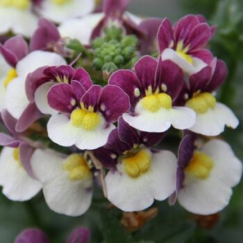 Nemesia_fruticans_Mareto_Burgundy_White_2
