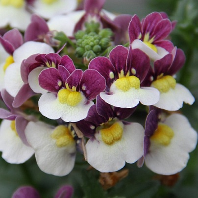 Nemesia_fruticans_Mareto_Burgundy_White_2