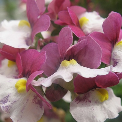 Nemesia_fruticans_Mareto_Burgundy_White_3