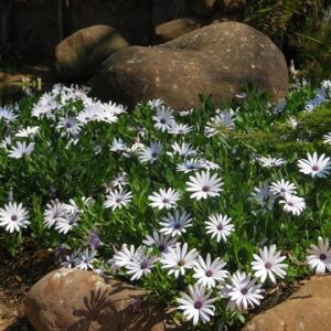 Osteospermum comptact white
