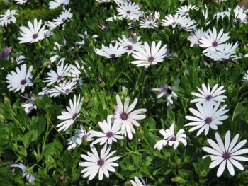 Osteospermum_comptact_white_1
