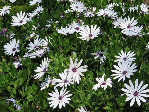 Osteospermum_comptact_white_1