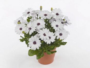 Osteospermum_comptact_white_2
