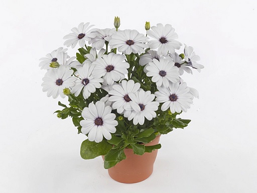 Osteospermum_comptact_white_2