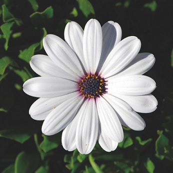 Osteospermum_comptact_white_3