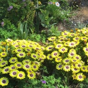 Osteospermum comptact yellow purple eye