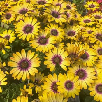 Osteospermum_comptact_yellow_purple_eye_1