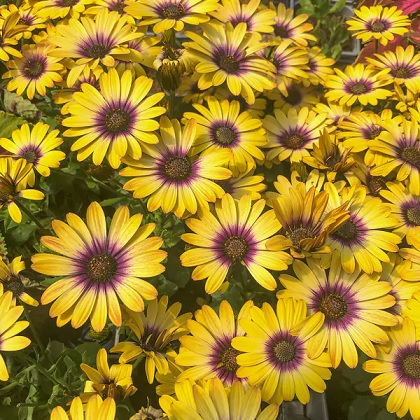 Osteospermum_comptact_yellow_purple_eye_1