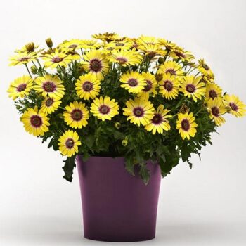 Osteospermum_comptact_yellow_purple_eye_2