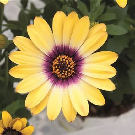 Osteospermum_comptact_yellow_purple_eye_3