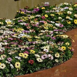 Osteospermum ecklonis akila mix