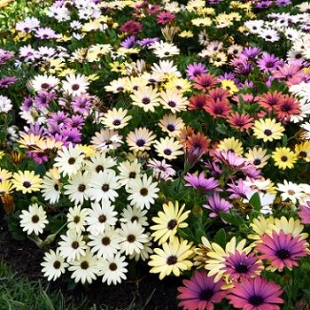 Osteospermum_ecklonis_akila_mix_1