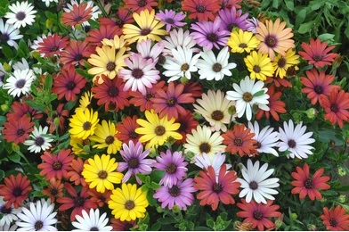 Osteospermum_ecklonis_akila_mix_2