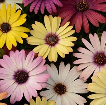 Osteospermum_ecklonis_akila_mix_3