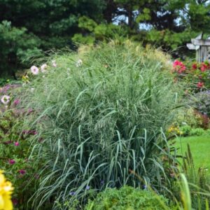 Panicum Virgatum Blue Fountain