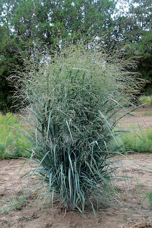 Panicum_Virgatum_Blue_Fountain_1