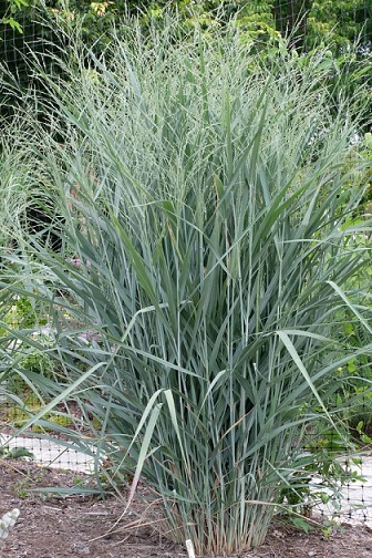Panicum_Virgatum_Blue_Fountain_2