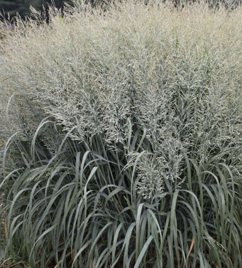 Panicum_Virgatum_Blue_Fountain_3