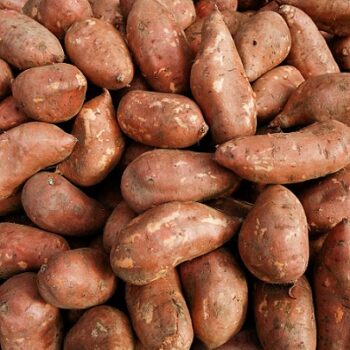 Patate_douce_erato_deep_orange_2