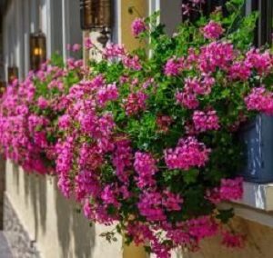 Pelargonium lierre double big 5 amethyst (malva)