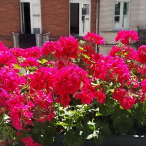 Pelargonium lierre double big 5 neon pink (india)