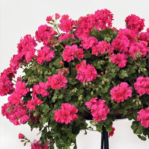Pel_LD_big_5_neon_pink_2