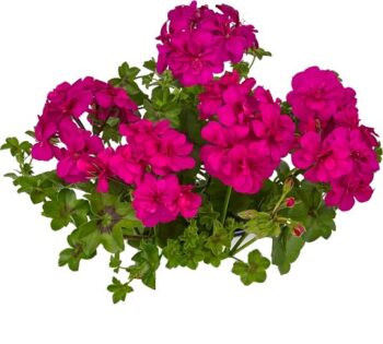 Pel_LD_big_5_neon_pink_3