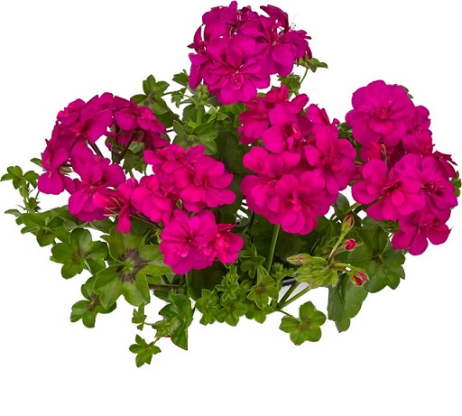 Pel_LD_big_5_neon_pink_3