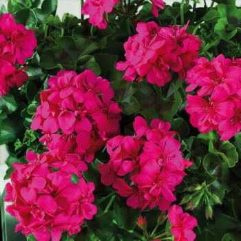 Pel_LD_big_5_neon_pink_4