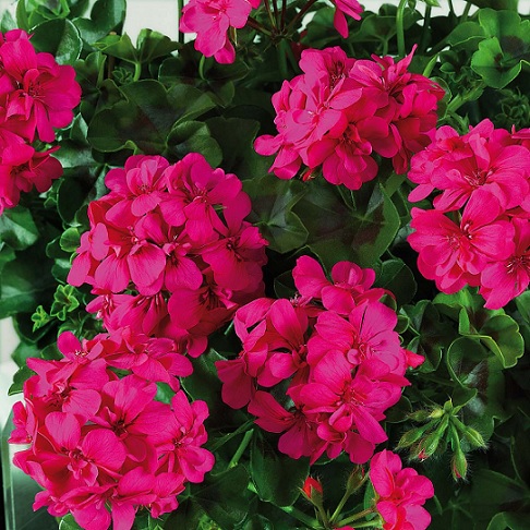 Pel_LD_big_5_neon_pink_4
