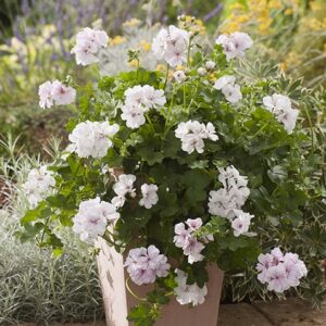 Pelargonium lierre double big 5 white (angel)