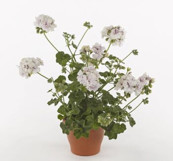 Pel_LD_big_5_white_2