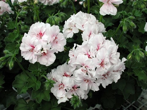 Pel_LD_big_5_white_3