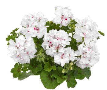 Pel_LD_big_5_white_4