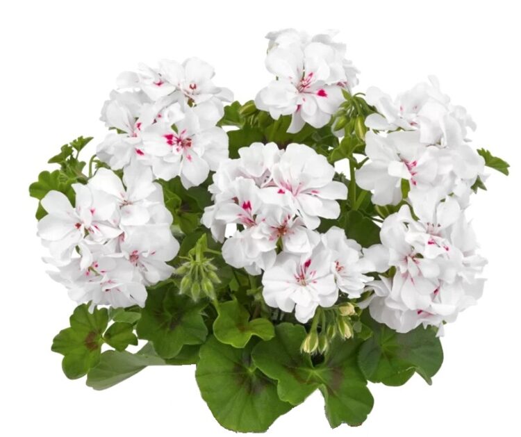 Pel_LD_big_5_white_4