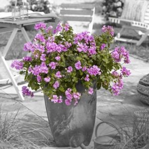 PEL L-D MEDIO® AMETHYST (MARLEN)