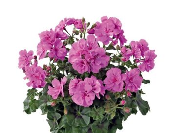 Pel_LD_medio_-amethyst_2