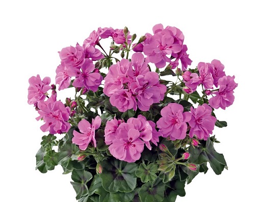 Pel_LD_medio_-amethyst_2