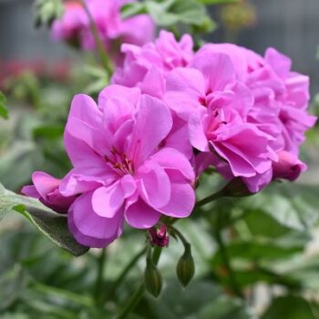 Pel_LD_medio_-amethyst_3