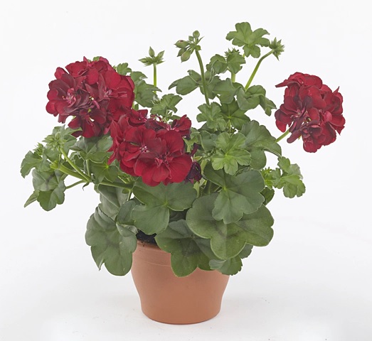 Pel_LD_medio_dark_red_2