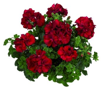 Pel_LD_medio_dark_red_3