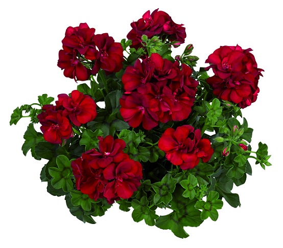 Pel_LD_medio_dark_red_3