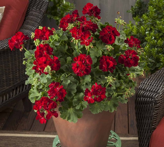 Pel_LD_medio_dark_red_4