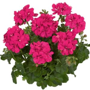 Pelargonium lierre double medio hot pink (rita)