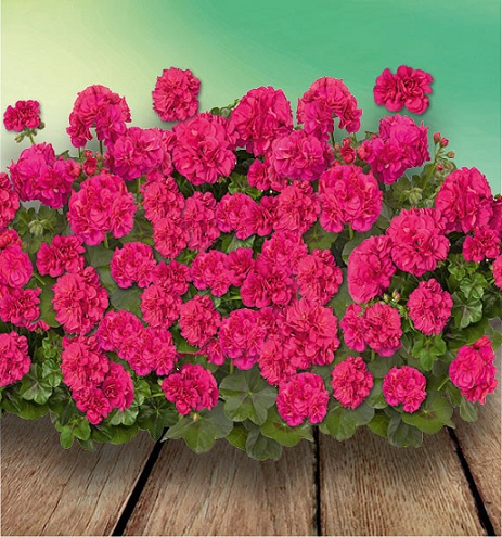 Pel_LD_medio_hot_pink_2