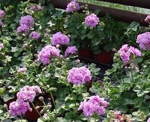 Pelargonium lierre double medio lavender (teske)