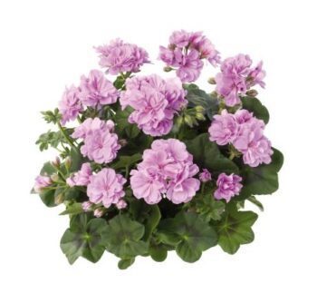 Pel_LD_medio_lavender_2
