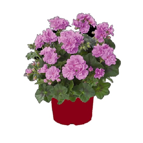 Pel_LD_medio_lavender_3
